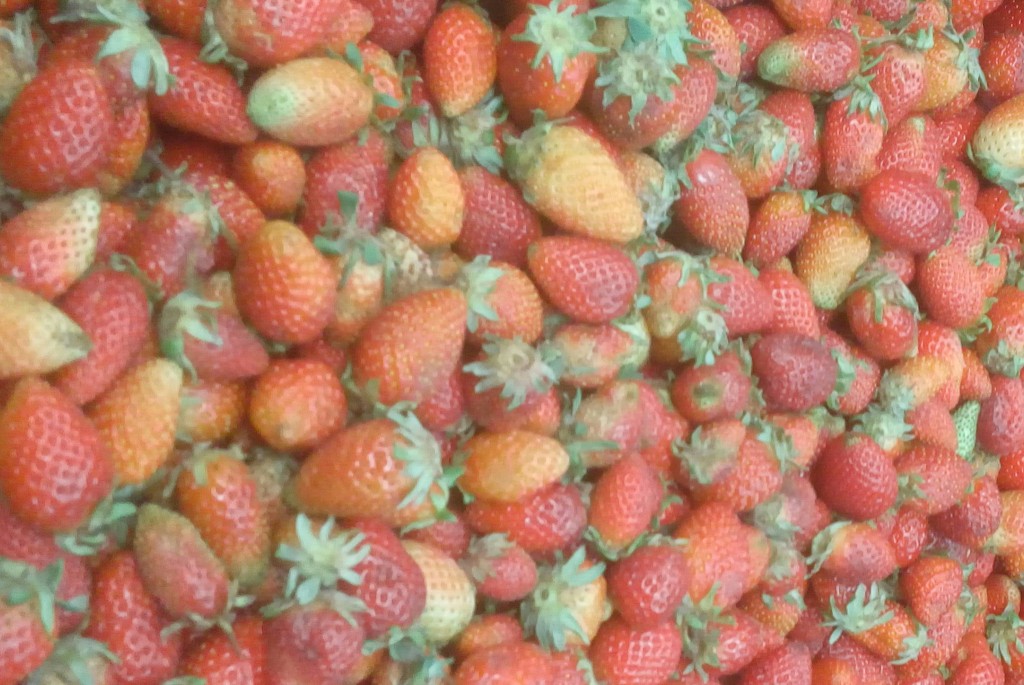 Fresas
