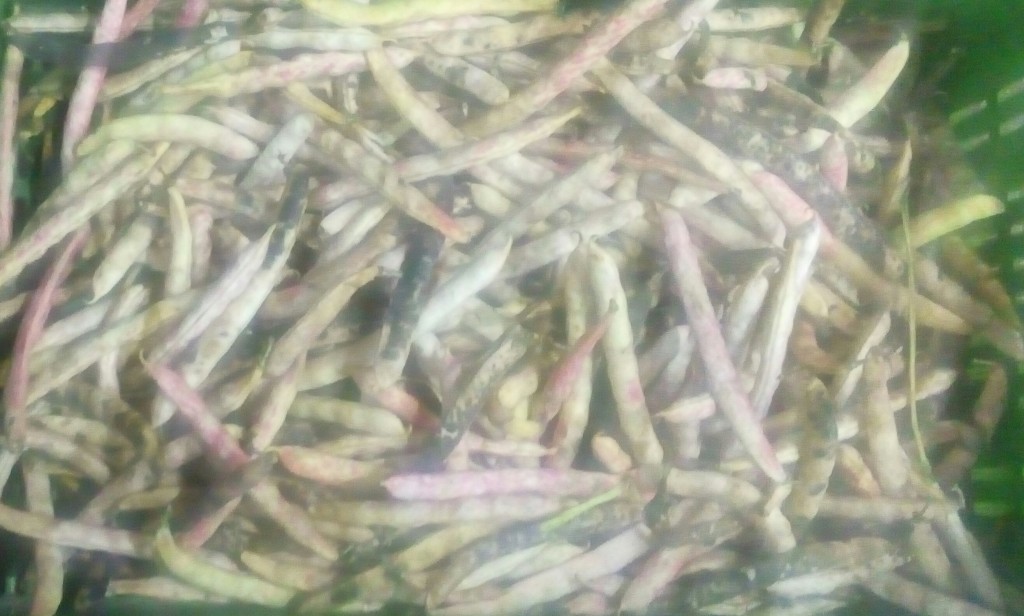 Fríjol en cascara