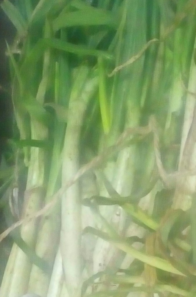 Cebolla larga