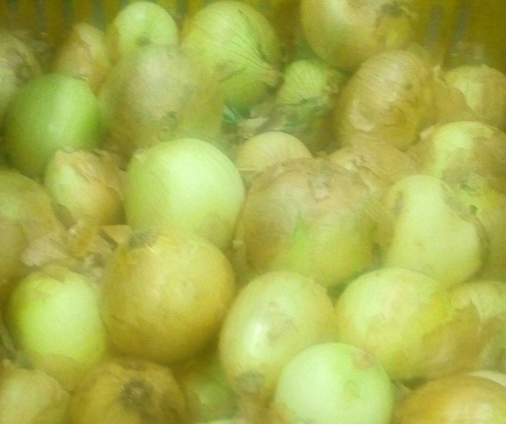 Cebolla cabezona pareja