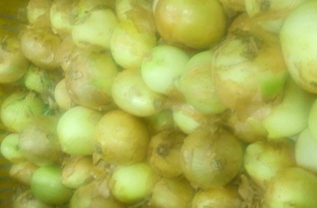 Cebolla cabezona pareja