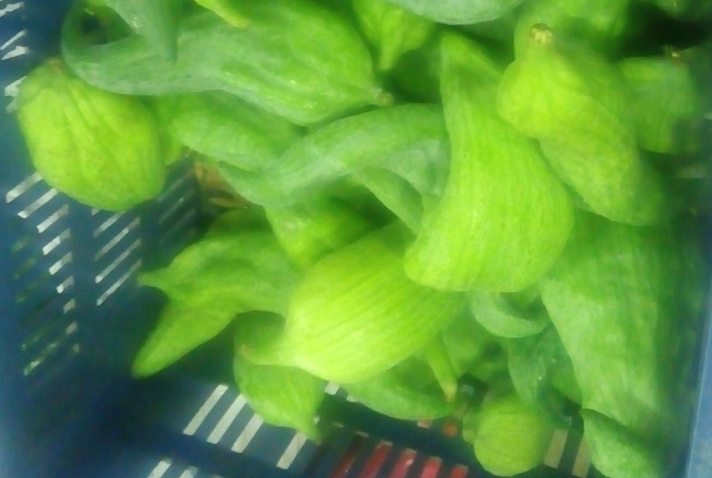 Pepino para guiso