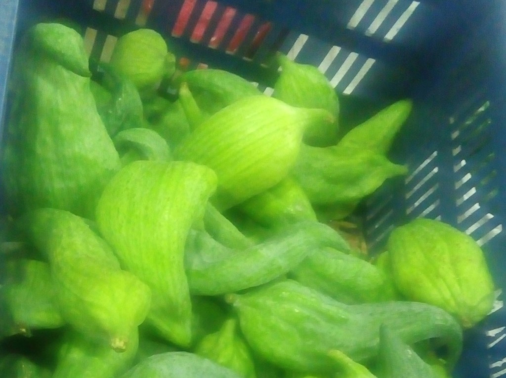 Pepino para guiso