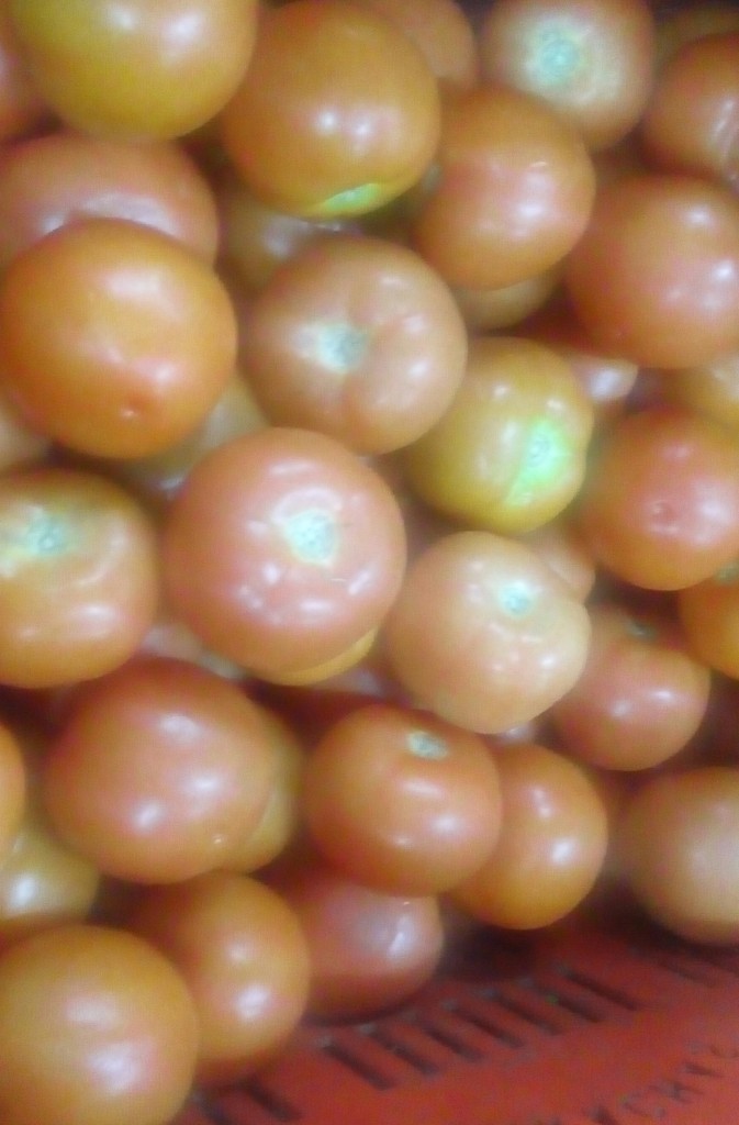 Tomate chonto de segunda