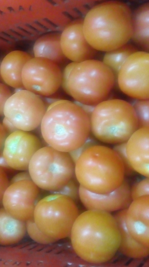 Tomate chonto parejo