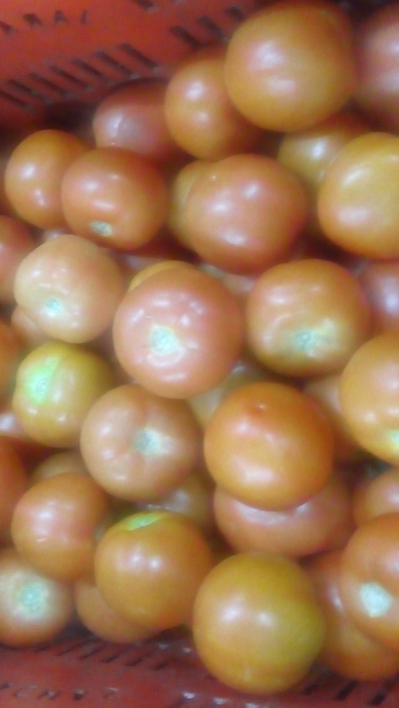Tomate chonto parejo