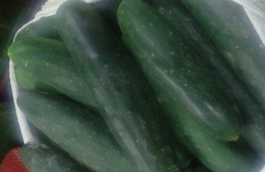 Pepino cohombro