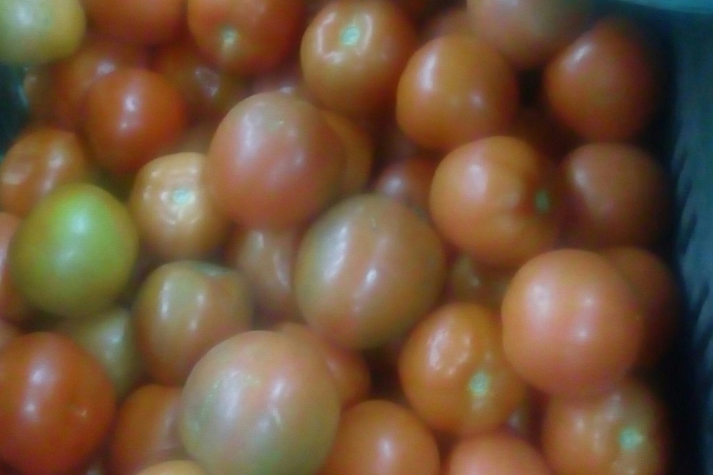 Tomate chonto selecto