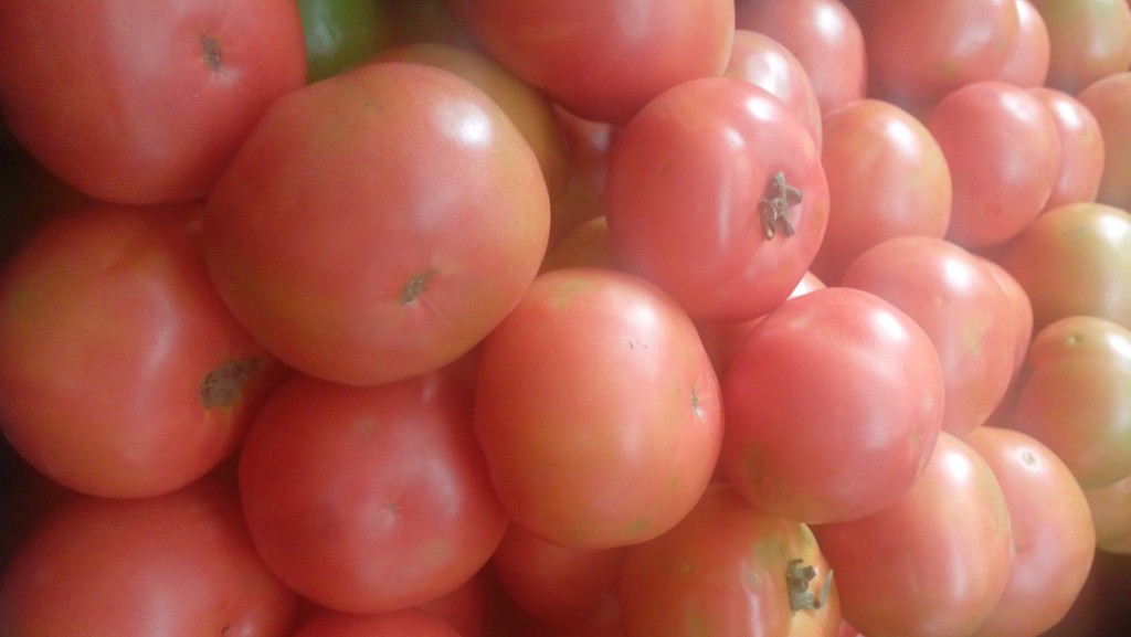 Tomate larga vida de primera