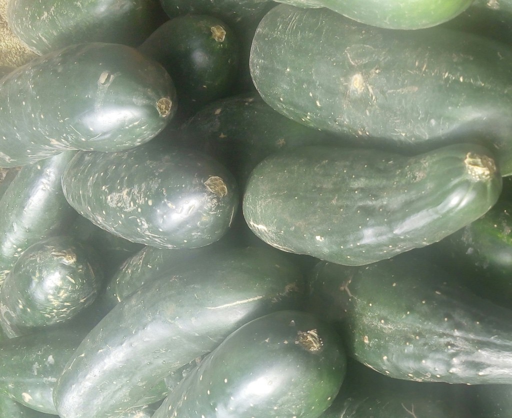 Pepino cohombro