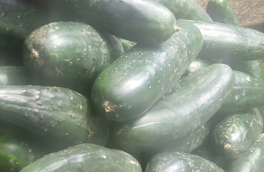 Pepino cohombro