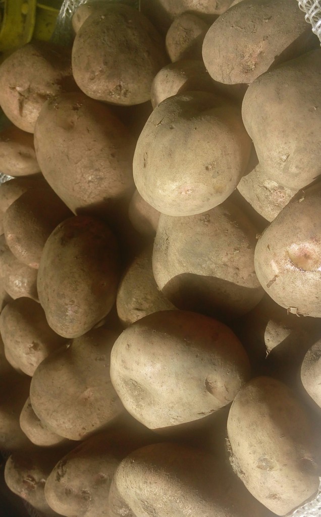 Papa pastusa gruesa