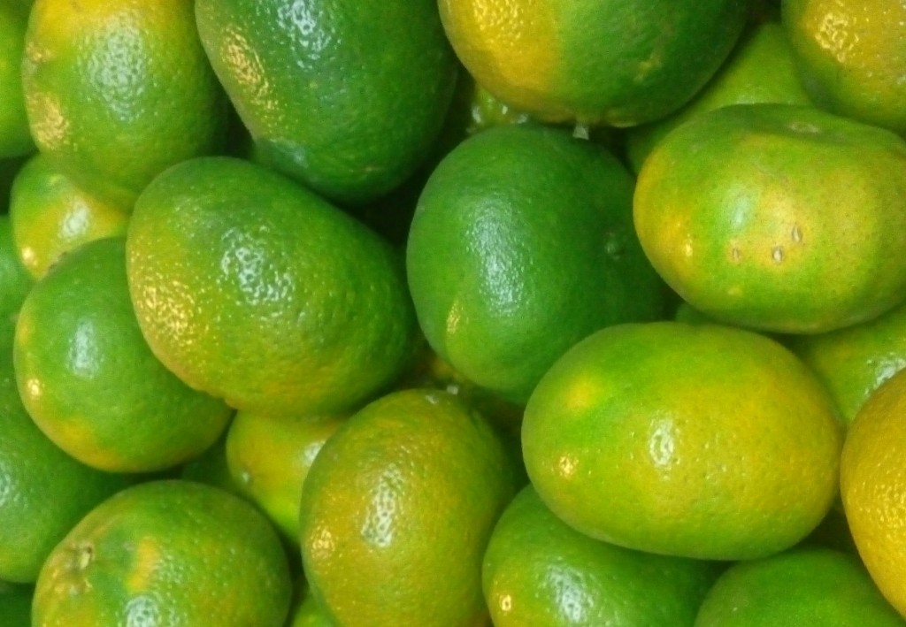 Mandarina lisa