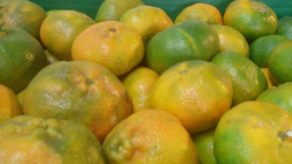 Mandarina arrallana pareja