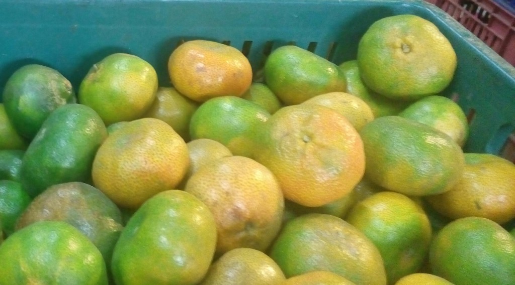 Mandarina lisa de primera