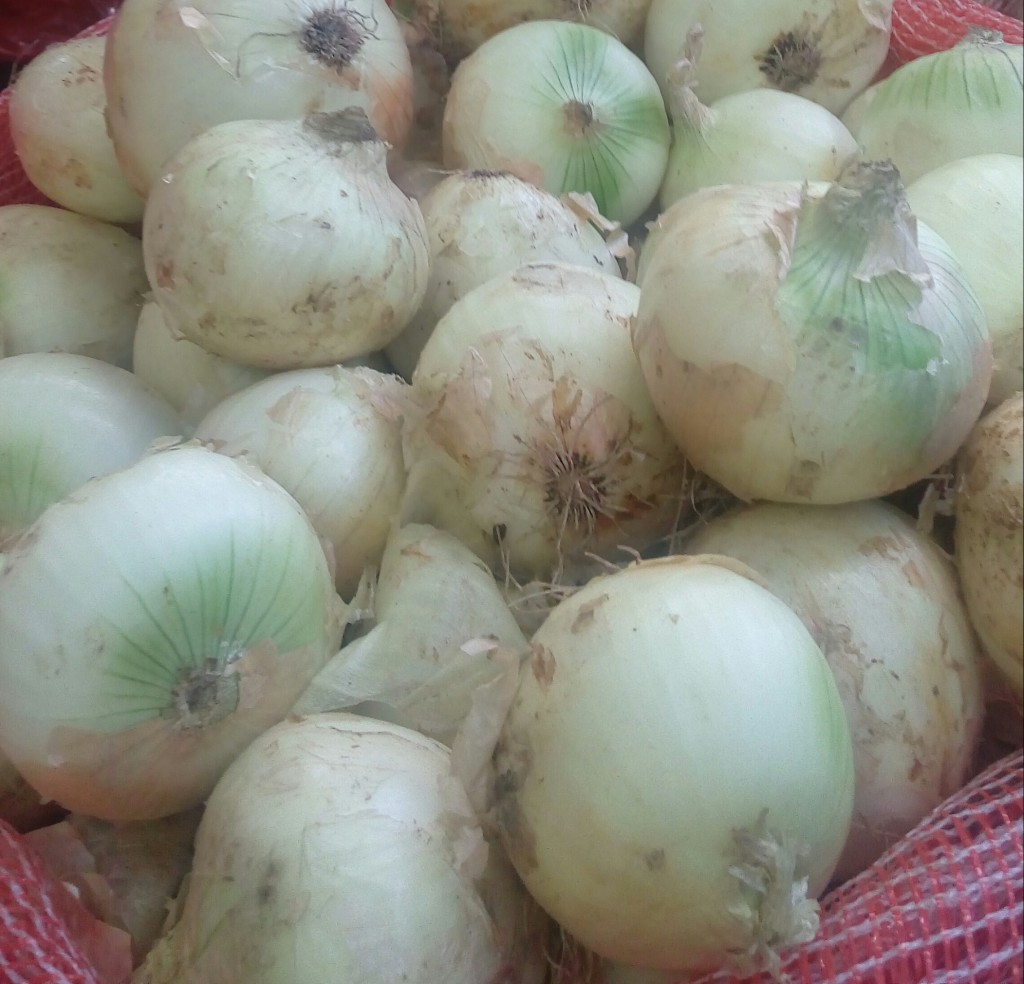 Cebolla cabezona