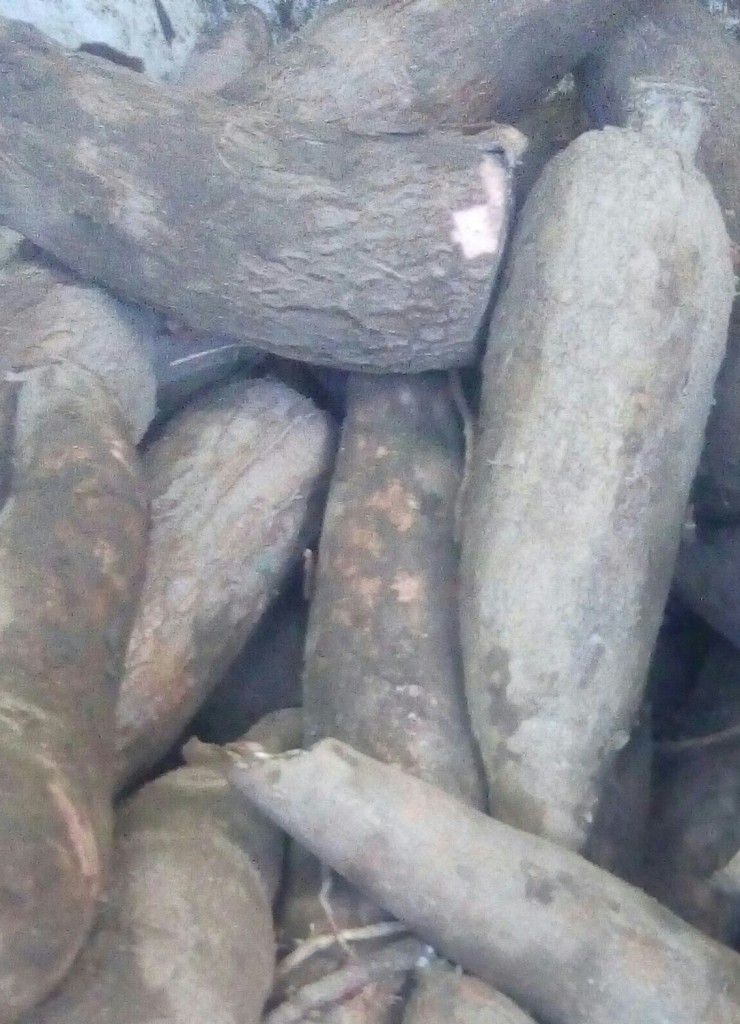 Yuca