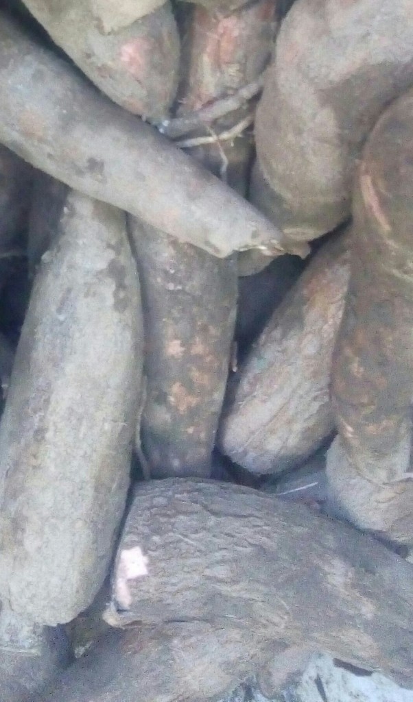 Yuca