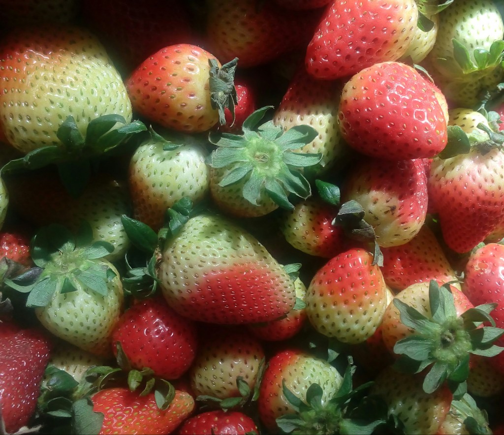 Fresas