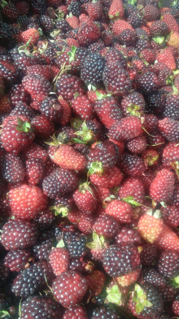 Moras