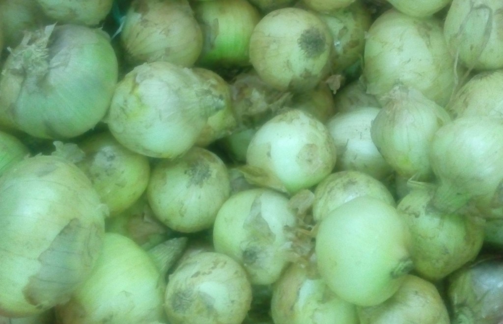 Cebollas cabezona