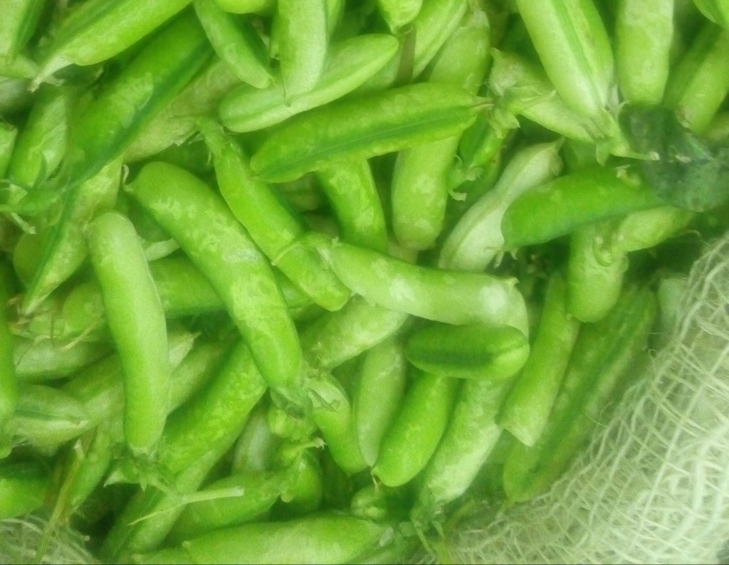 Arveja en cascara