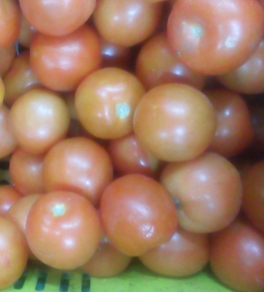 Tomate chonto parejo