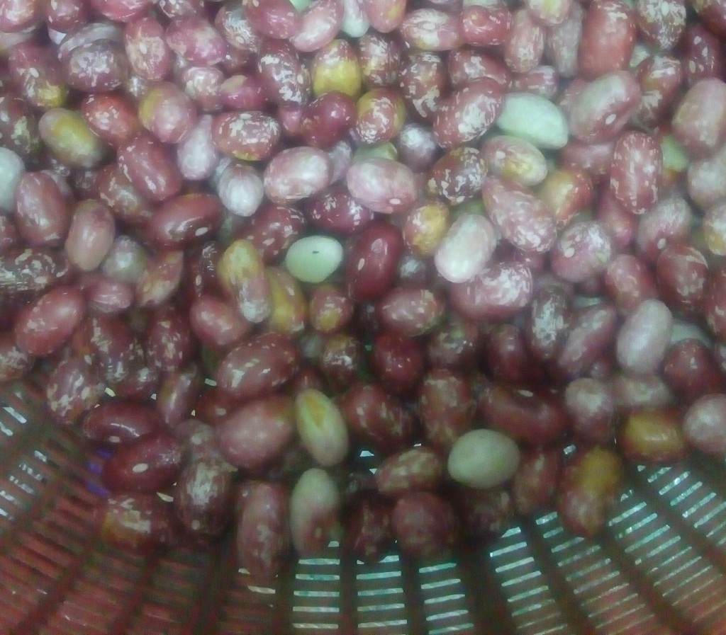 Frijol