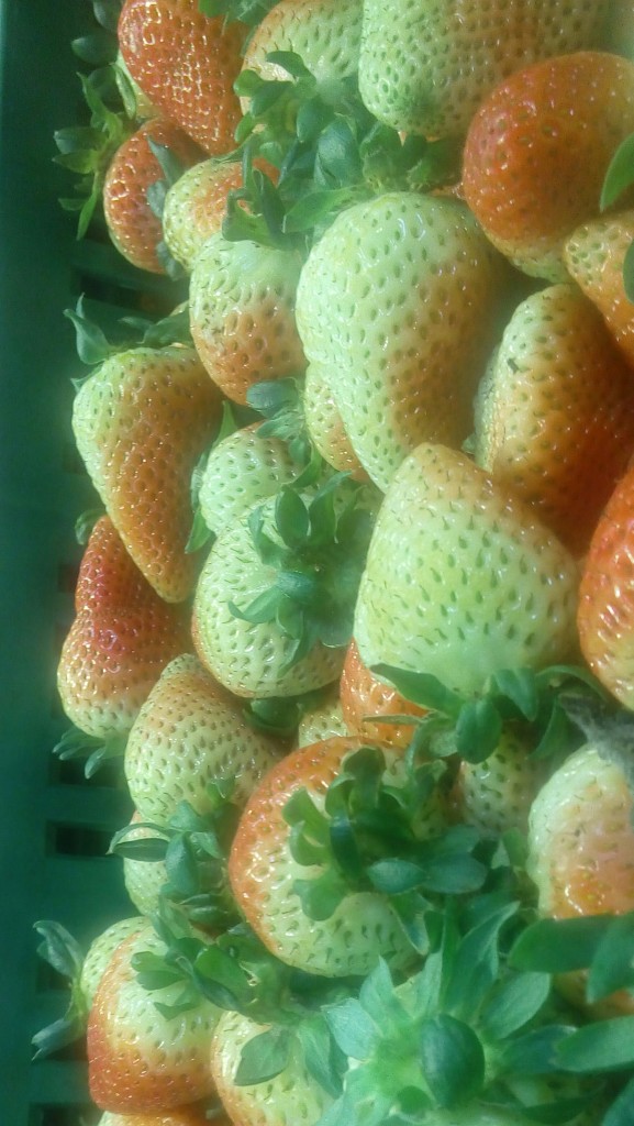 Fresas de segunda