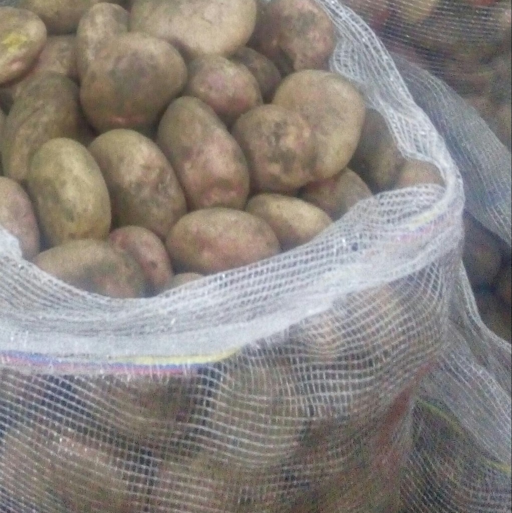 Papa pastusa pareja