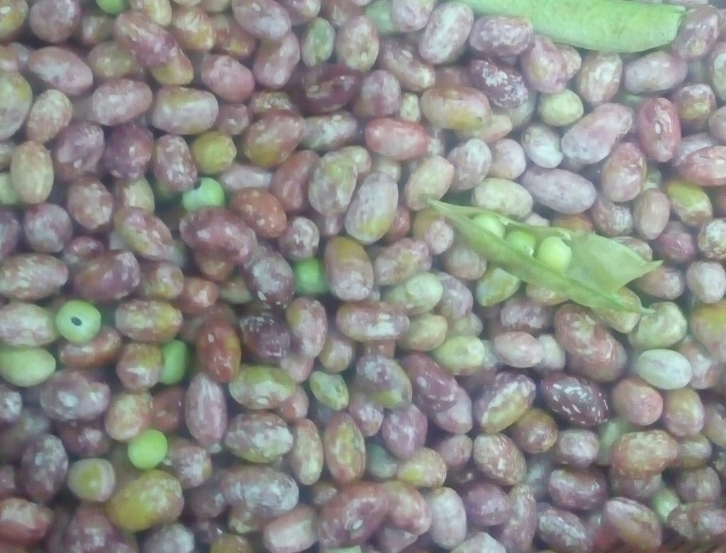 Frijol
