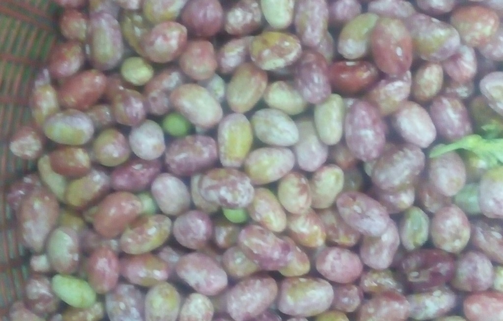 Frijol