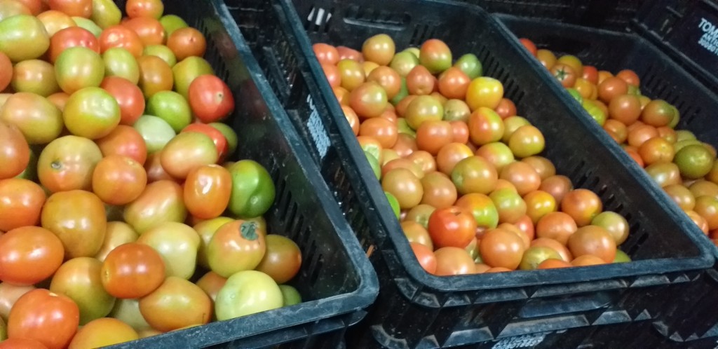 Tomate chonto semi extra