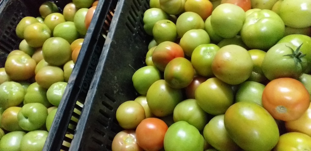 Tomate chonto 1ra