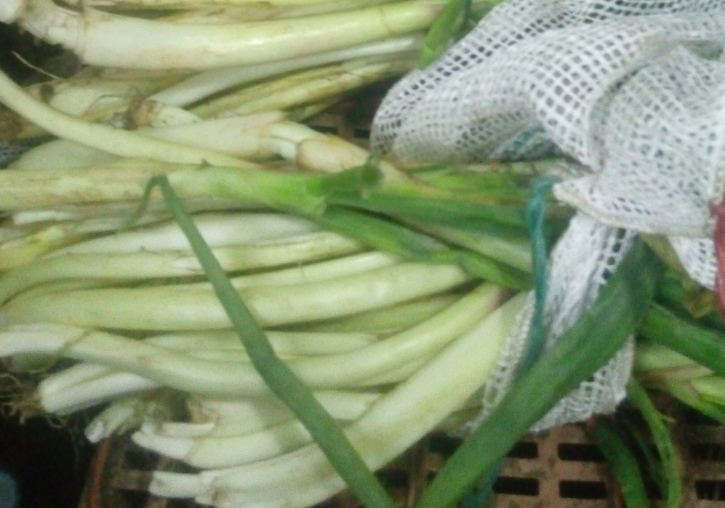 Cebolla larga