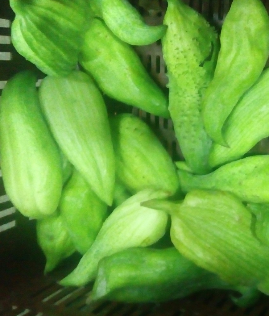 Pepino para guiso