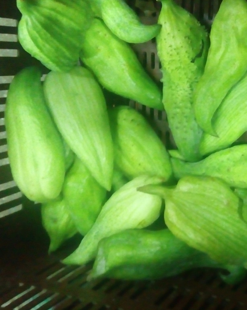 Pepino para guiso