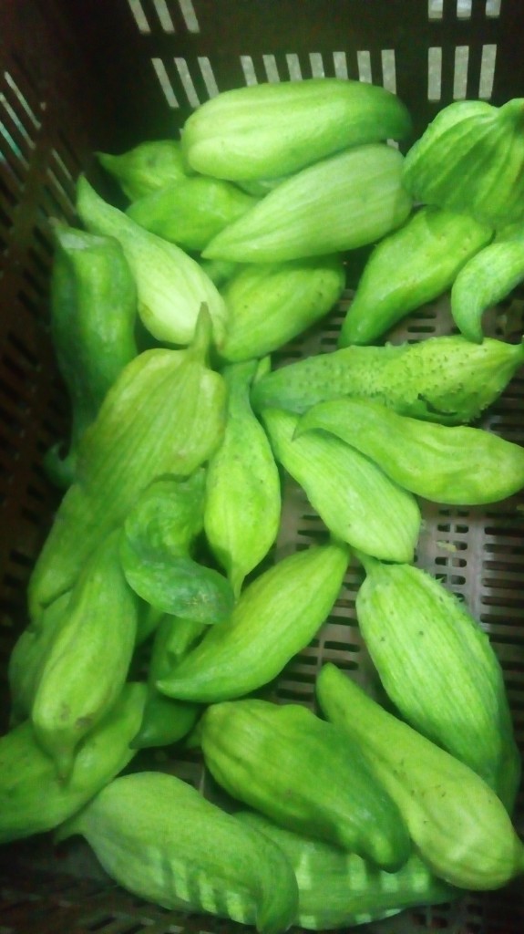 Pepino para guiso