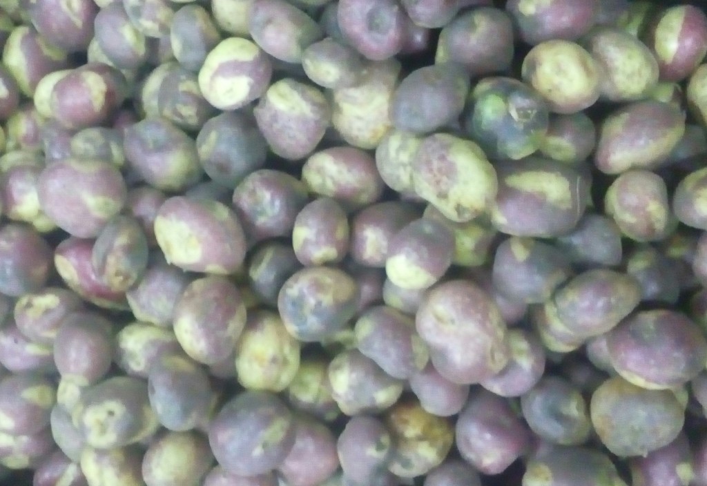 Papa sabanera gruesa