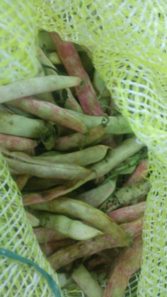 Frijol en cascara