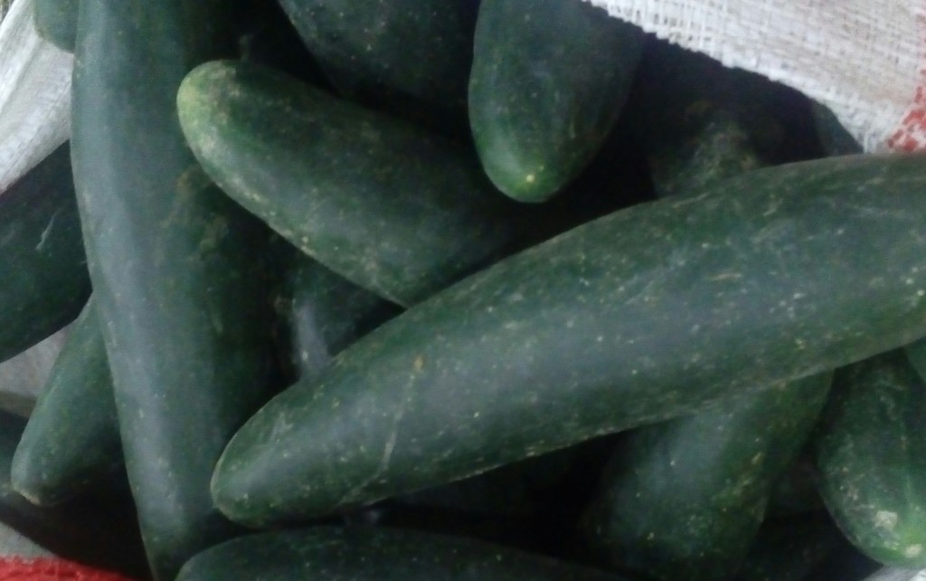 Pepino cohombro