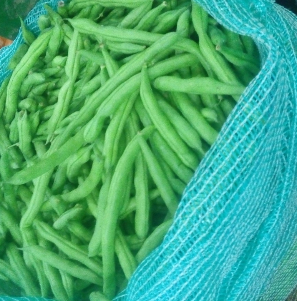 Habichuelas