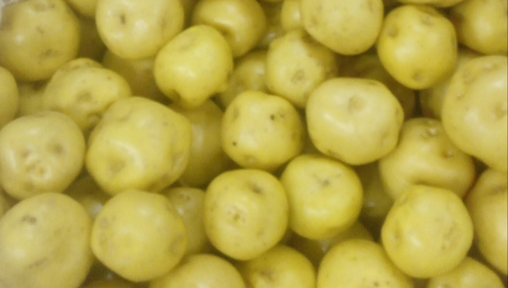 Papa criolla