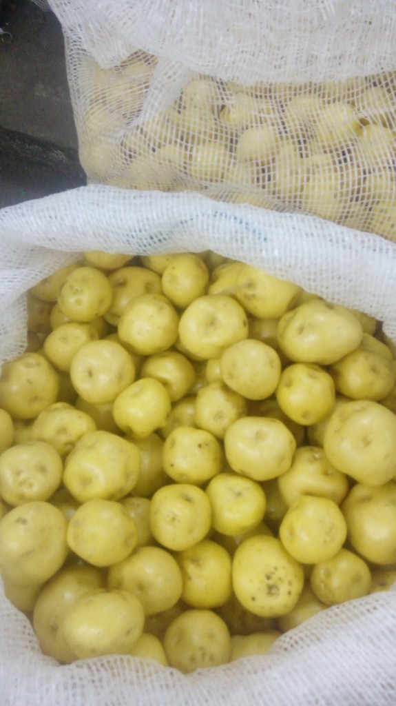 Papa criolla fina