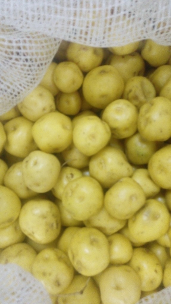 Papa criolla gruesa