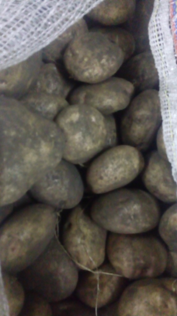 Papa pastusa