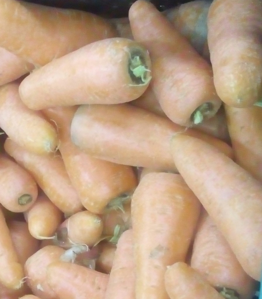 Zanahoria