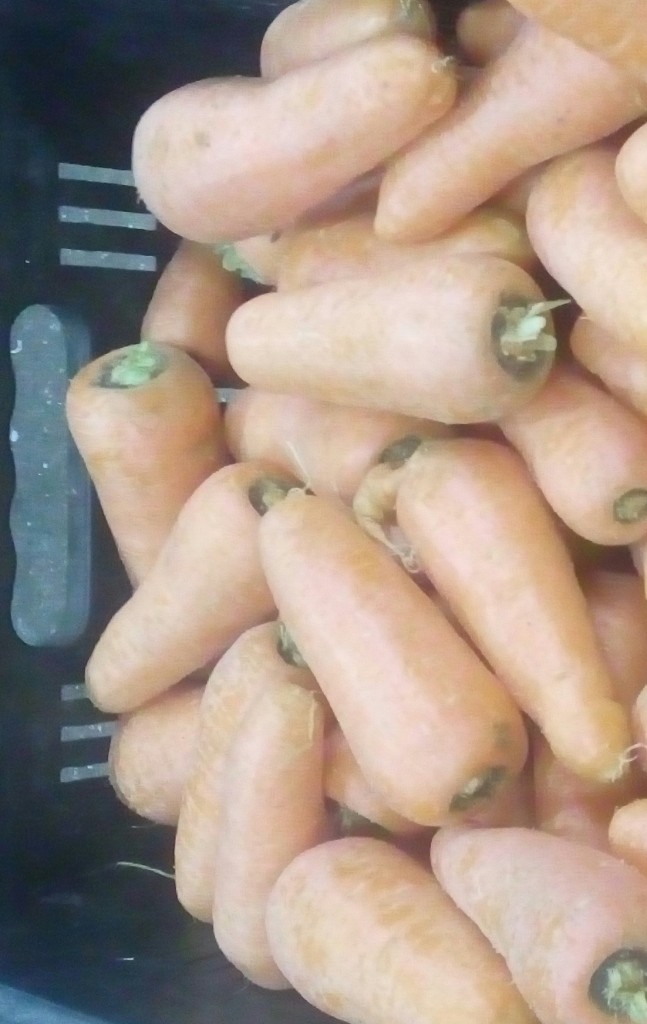 Zanahoria gruesa