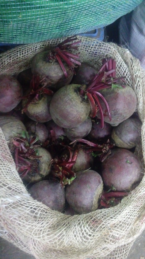 Remolacha