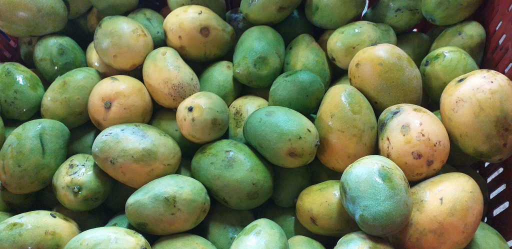 Mango criollo